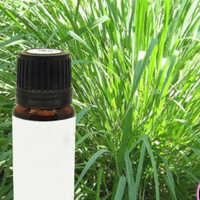Ginger Grass Oil - Age Group: Adults