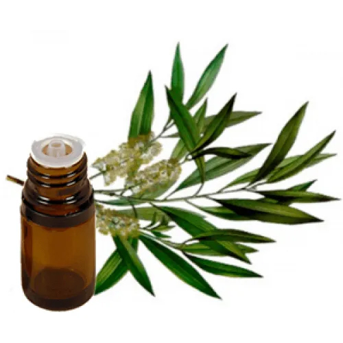 Tea Tree Oil - 100% Pure Herbal Extract, Steam Distilled from Leaves | Natural Fragrance, Shelf Life of 2-3 Years, Ideal for Old Age Adults
