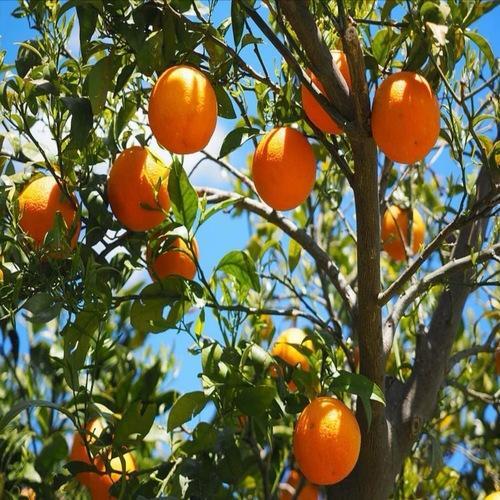 NPK 19:19:19 (100%  Water Soluble) Supplier in Raipur