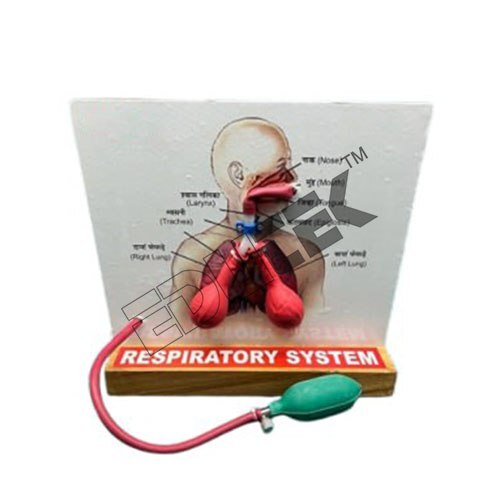 LUNGS MODEL WORKING