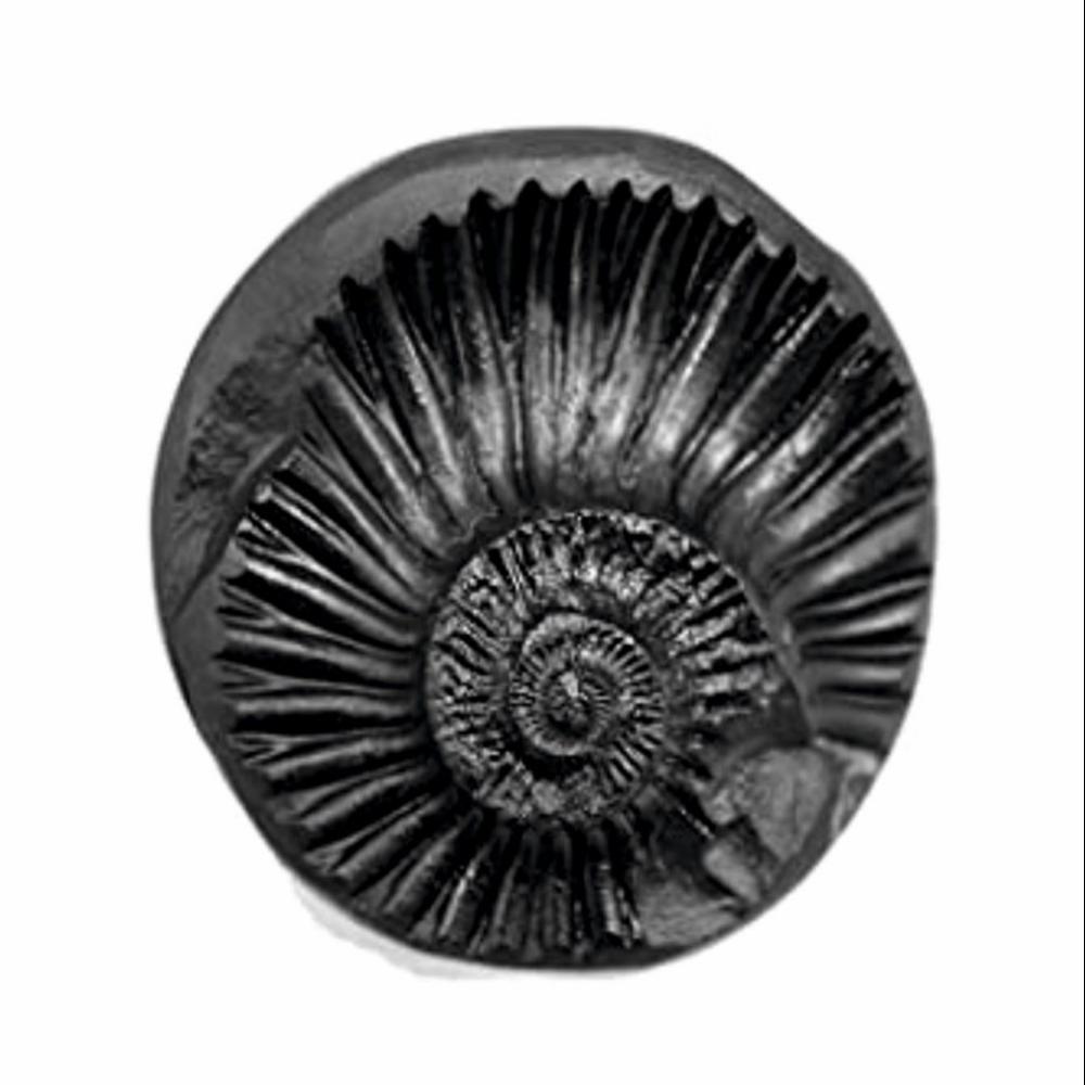 Sudarshan Chakra Shaligram Stone
