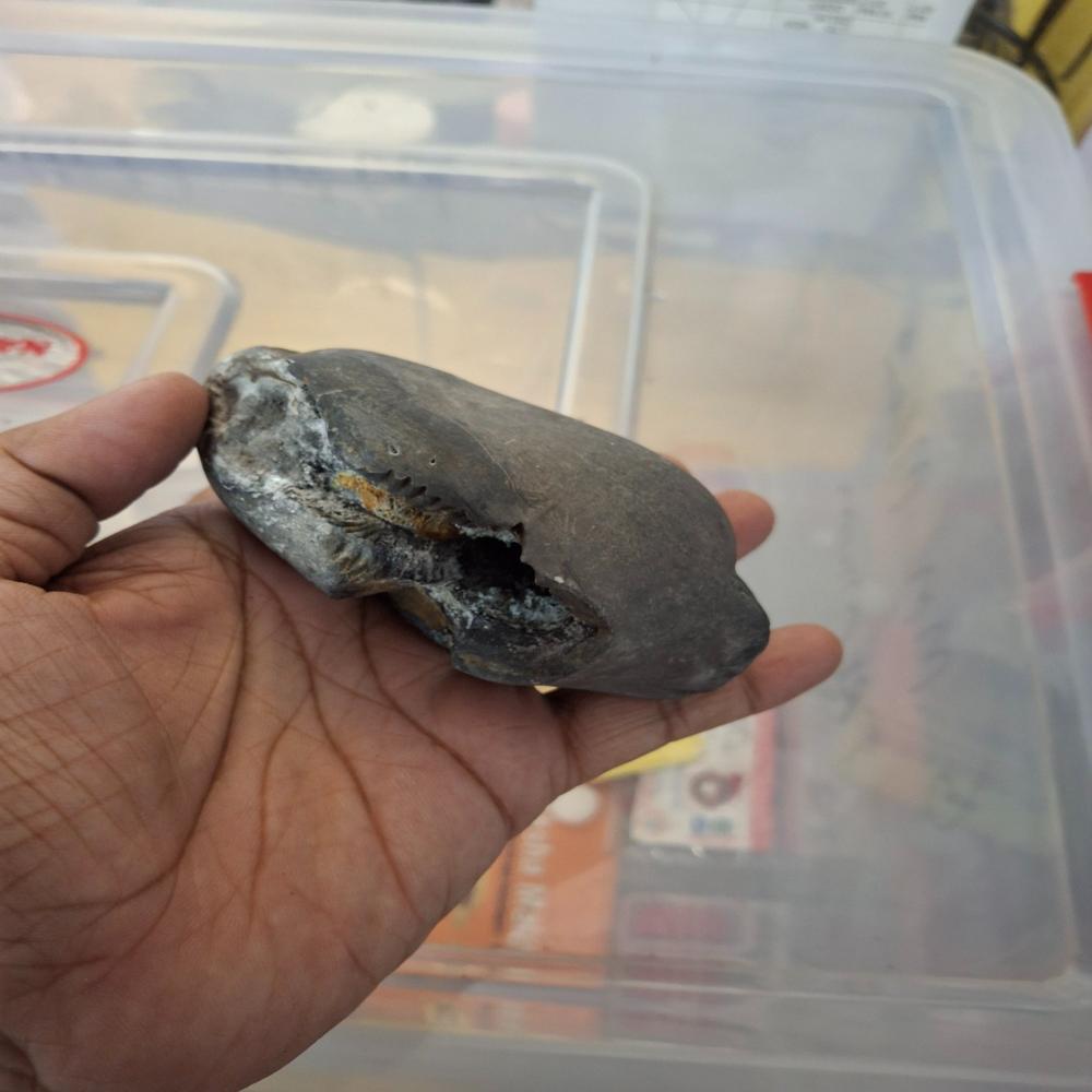 Mahavishnu Shaligram Stone