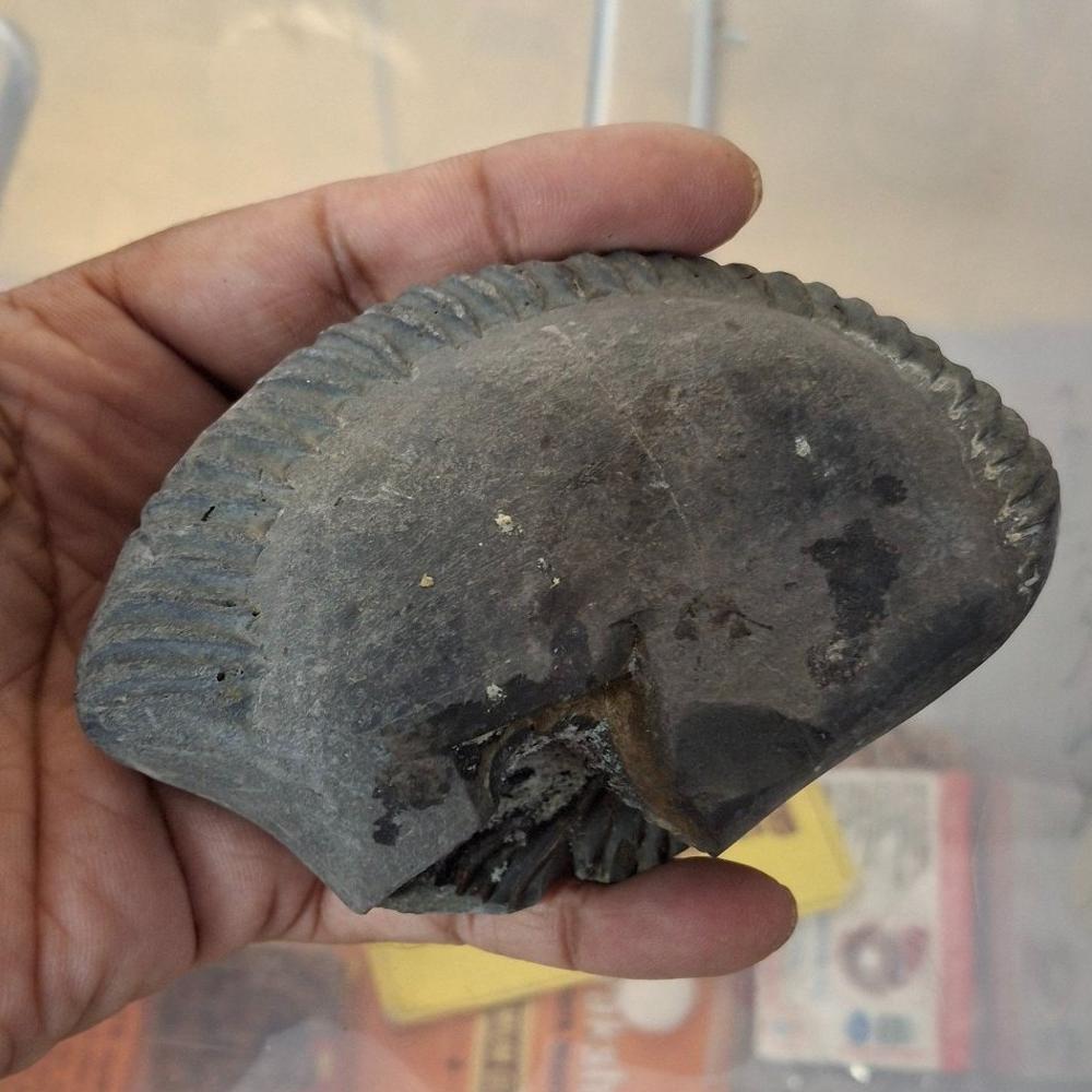 Mahavishnu Shaligram Stone