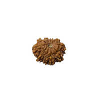 10 Mukhi Rudraksha - Gender: Male
