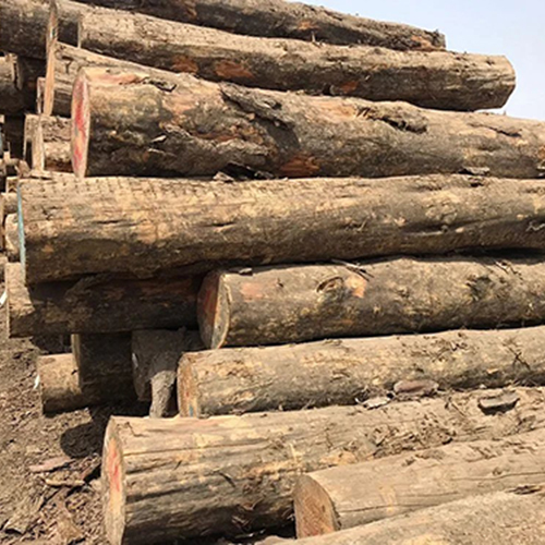 Australian Pine Wood Log