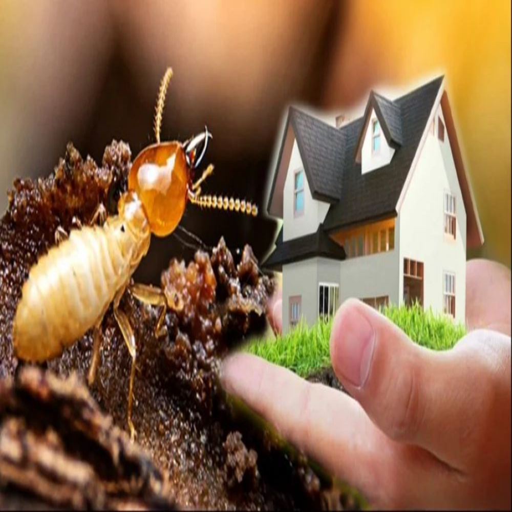 Termite Removal Service
