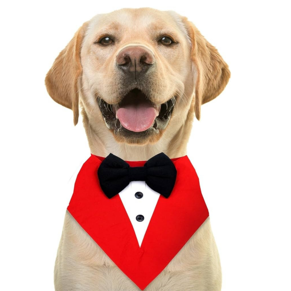 Dog Tuxedo Bandana red