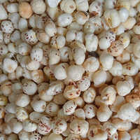 5 Suta Makhana