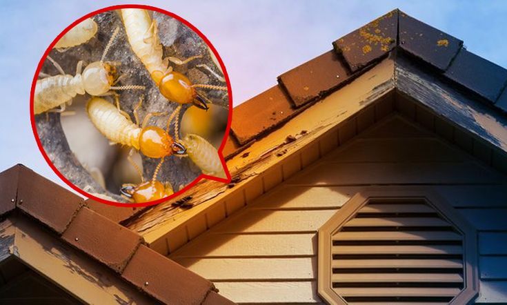 Anti Termite Treatment Services