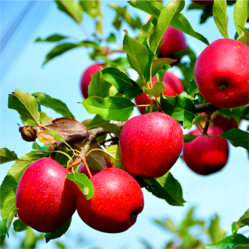 Fresh Red Apple