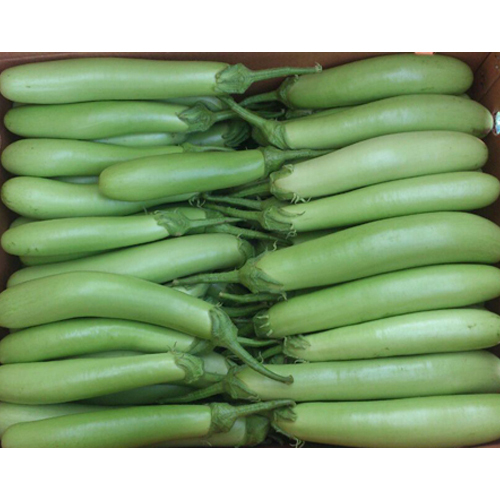 Hybrid Bottle Gourd