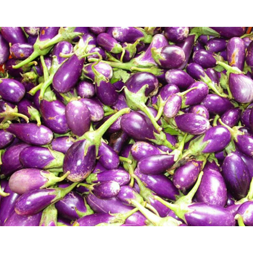 Organic Brinjal - Moisture (%): 90-93%