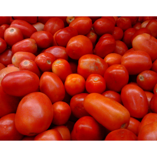 Fresh Tomato
