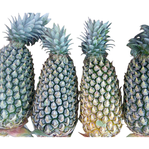 Fresh Pineapple