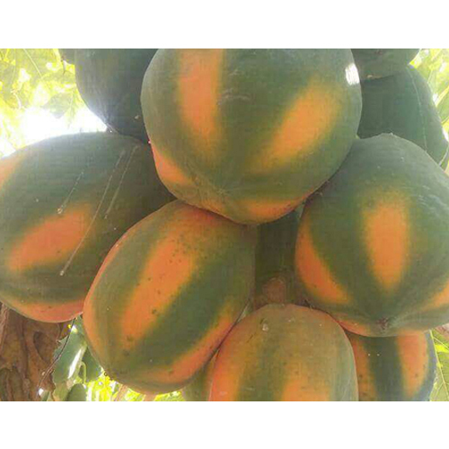 ताजा पपीता - धरसिनी एक्सपोर्ट्स