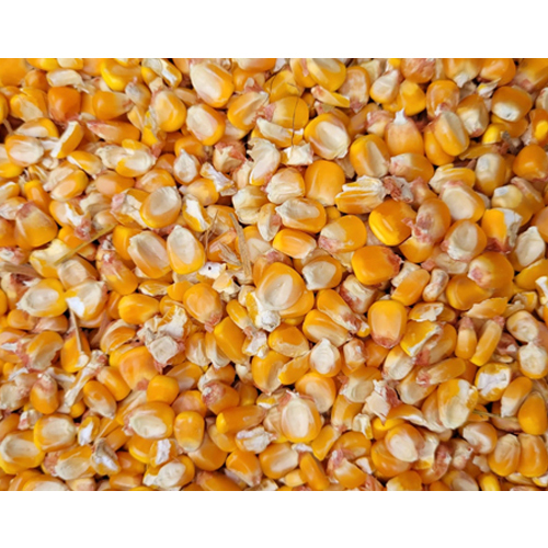 Yellow Maize Kernels