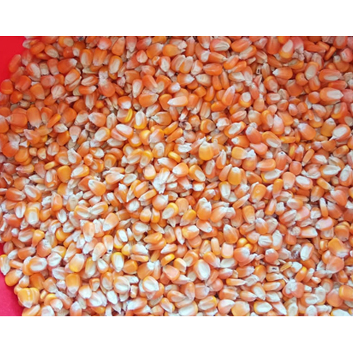 Sweet Maize Kernels