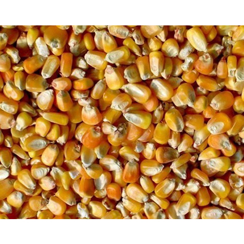 Yellow Maize Seeds