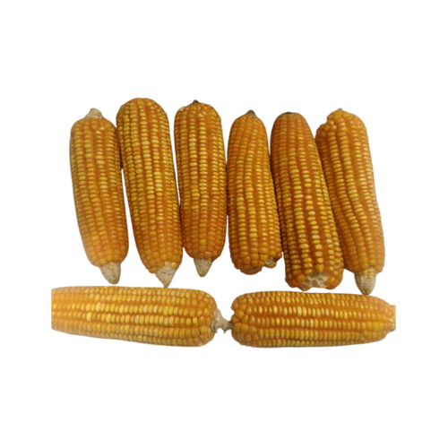 Yellow Maize