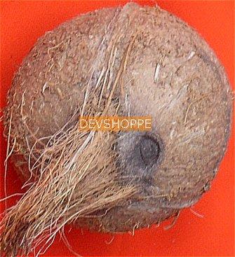 सभी हिंदू भाग्य के प्रतीक जैसे एकाक्षी नारियल, चिरनी मोती, घोड़े की नाल की अंगूठियाँ आदि