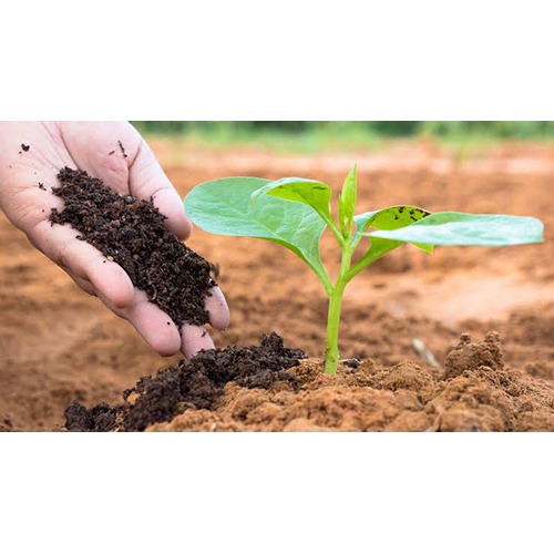 Plant Vermicompost Fertilizer