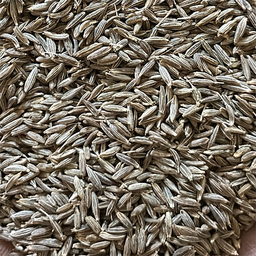 जीरा बीज