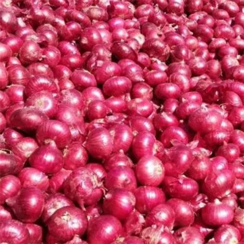 Nashik Onion 45-55mm