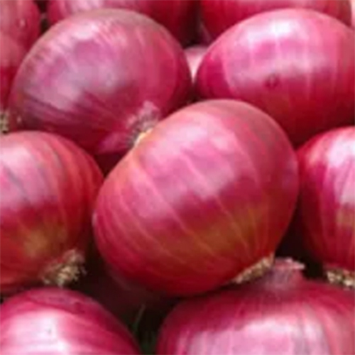 Nashik Onion 55mm Plus