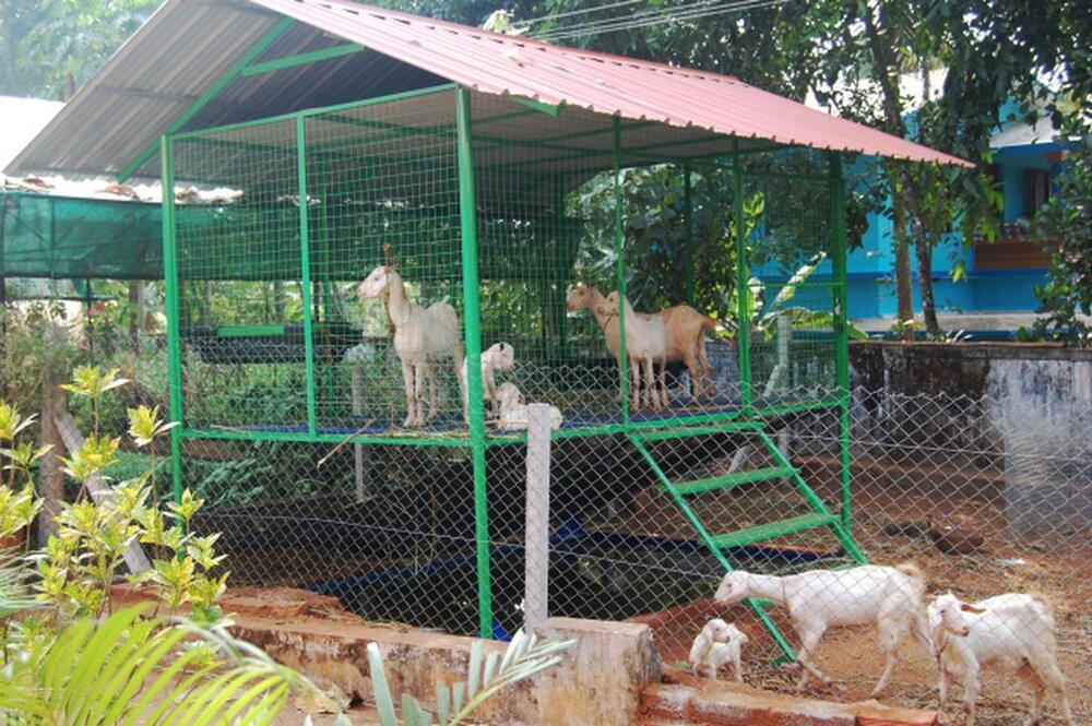 Hitech Goat Farm shed