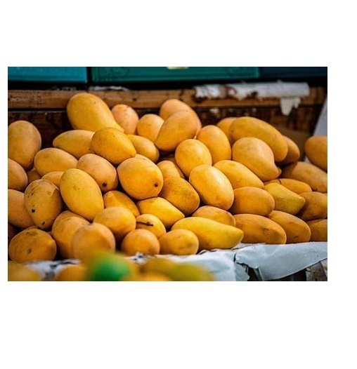 Fresh Mangos - 8-12 Ounces, Yellow Color, Elongated Shape, Thin Smooth Skin, Fibrous Flesh | Ideal for Eating Fresh, Juices, Smoothies, Bulk Cartons