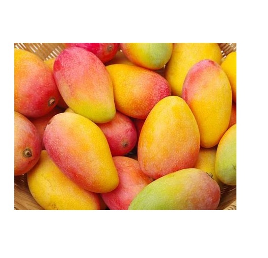 Fresh Mangos - 8-12 Ounces, Yellow Color, Elongated Shape, Thin Smooth Skin, Fibrous Flesh | Ideal For Eating Fresh, Juices, Smoothies, Bulk Cartons