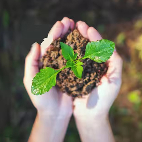 Natural Organic Fertilizer