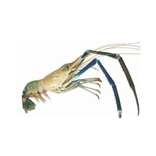 Fresh Scampi - Packaging: Barrel