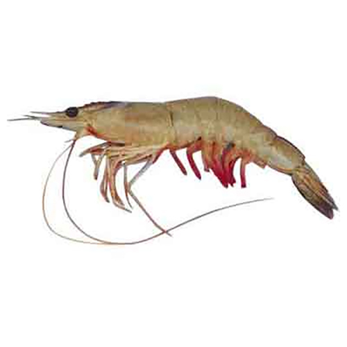 White Prawn - Packaging: Barrel