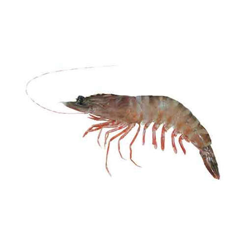 Tiger Prawn - Packaging: Mason Jar