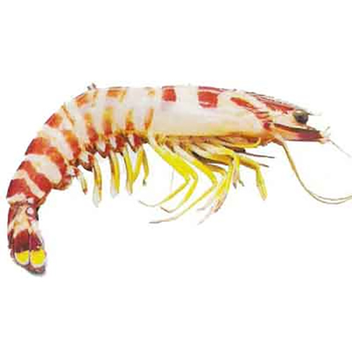 Flower Prawn - Packaging: Barrel