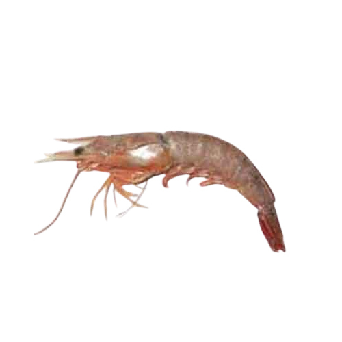 Brown Shrimp - Packaging: Mason Jar