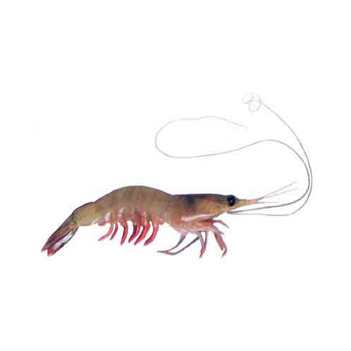 Tiny Or Karikadi - Packaging: Barrel