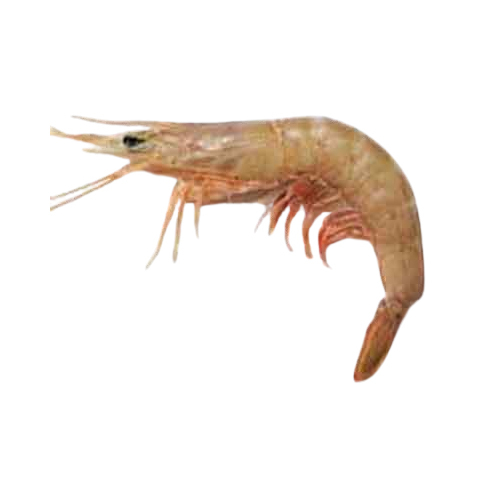 Pink Or Kapsi - Packaging: Barrel