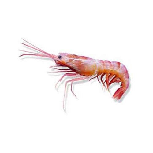 Deep Sea Shrimp - Packaging: Barrel