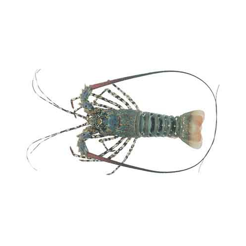 Sea Food - Packaging: Barrel