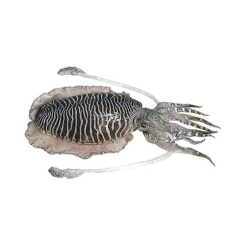Cuttle Fish - Packaging: Barrel