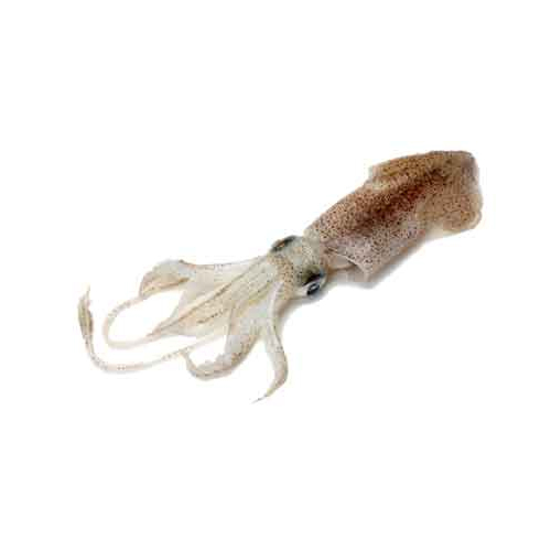 Sea Squid - Packaging: Barrel
