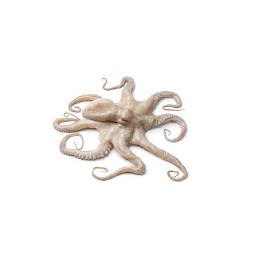 Sea Octopus - Packaging: Barrel