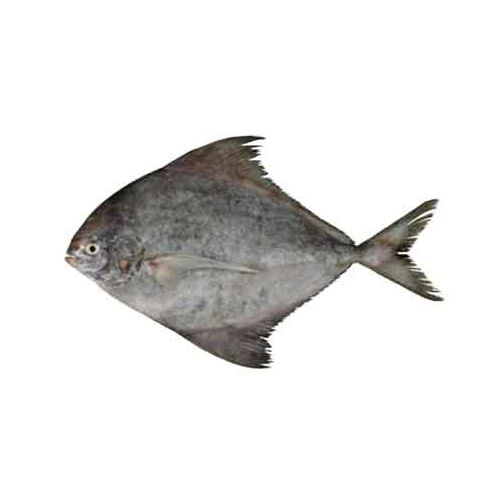 Black Pomfret - Packaging: Mason Jar