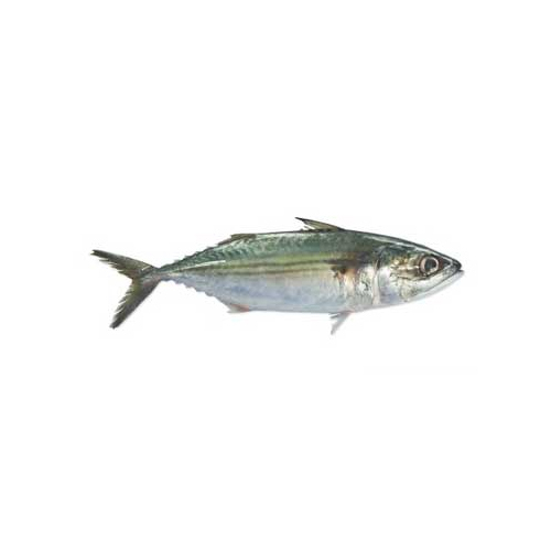 Indian Mackerel - Packaging: Mason Jar