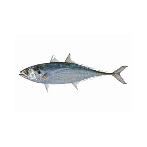 Horse Mackerel - Packaging: Barrel