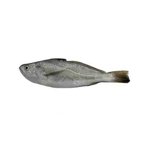 Silver Croaker