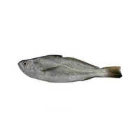 Silver Croaker - Packaging: Mason Jar