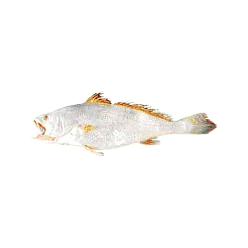 Big Mouth Croaker - Packaging: Barrel